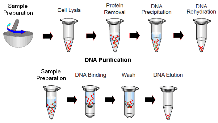 DNA İzolasyon Aşamaları
